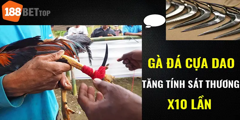 Gà đá cựa dao - tăng tính sát thương x10 lần